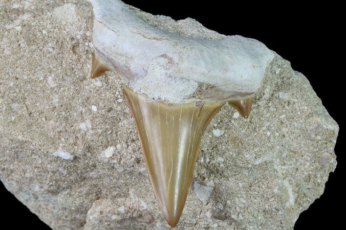 Otodus Shark Tooth Fossil In Rock - Eocene #87021